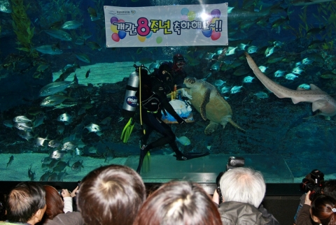 5일, 부산아쿠아리움은 개관8주년을 기념해 “축하 케익 먹는 바다거북” 세레모니를 선보였다.