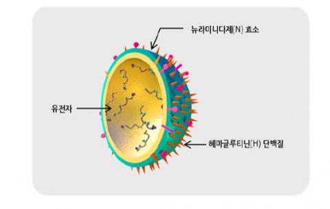 플루바이러스의 구조