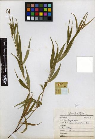 노랑무늬붓꽃(Iris odaesanensis Y. N. Lee)  8. 계방나비나물(Vicia linearifolia Y. N. Lee)