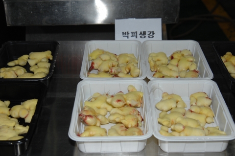 생강 세척․박피시스템 실험결과