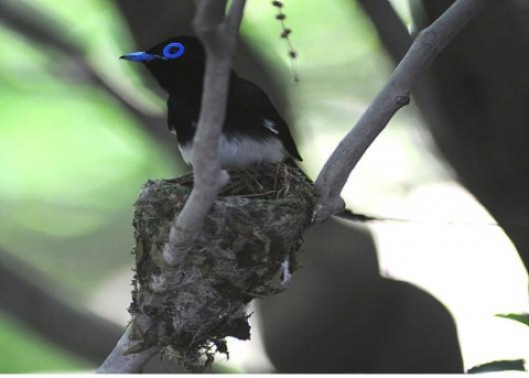 둥지 위의 삼광조 수컷