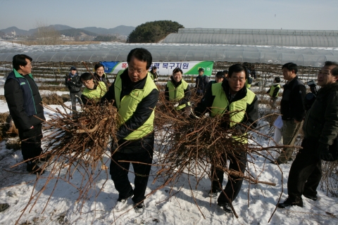 16일(토) 경기도 안산 대부도동의 포도농장을 방문한 이재관 농협중앙회 전무이사(왼쪽)를 비롯한 농협임직원 160여명이 비닐하우스 주변에 쌓여 있는 포도가지 제거 작업 등 폭설 피