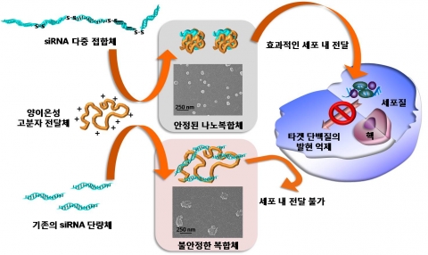 기존의 siRNA는 크기가 작고 뻣뻣한 성질 때문에 특정 전달체와 결합시 안정적이고 균일한 크기의 나노복합체를 형성하지 못하지만 siRNA 다중 접합체는 증가된 전하밀도와 유연성에