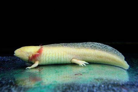 서울동물원 2월의 동물, 멕시코도롱뇽 ‘우파루파’