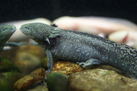 서울동물원 2월의 동물, 멕시코도롱뇽 ‘우파루파’