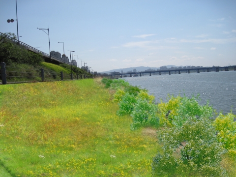 수변숲 조성후