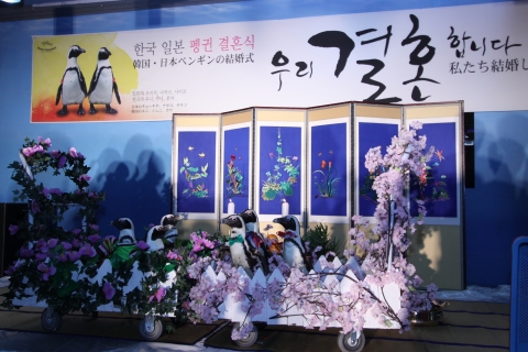 성대하게 치뤄진 한-일 펭귄 국제결혼식