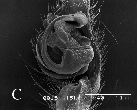 지리어리비탈거미(좌측)와 월출어리비탈거미의 수컷 생식기를 전자현미경으로 촬영한 것이다. 빨간 동그라미 안이 지시기등면돌기(conductor dorsal apophysis)로서 두 종을 구분하는 특징 중의 하나이다.