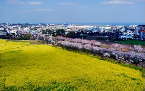 제주왕벚꽃축제