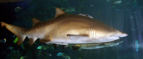 오는 3월 3일 부산 아쿠아리움에서 방콕 시암오션월드로 수송될 예정인 그레이너스 상어(Grey nurse shark)
