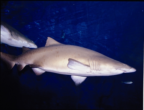 오는 3월 3일 부산 아쿠아리움에서 방콕 시암오션월드로 수송될 예정인 그레이너스 상어(Grey nurse shark)