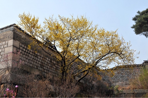 화계 생강나무(창경궁)