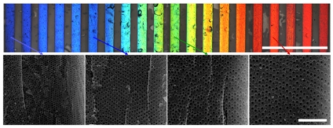 가시광 영역에서 반사스펙트럼을 갖는 콜로이드 광결정. (내부의 나노구조는 나비날개와 공작새 깃털 구조의 광결정와 유사하다)