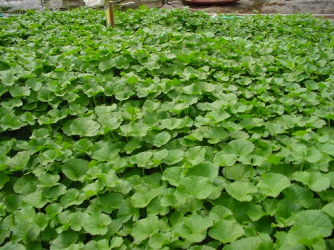 병풀