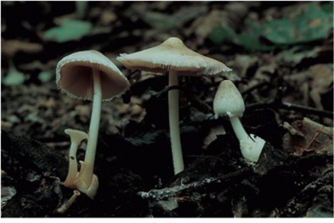 비단털깔때기버섯과 깔때기비단털버섯의 자실체
