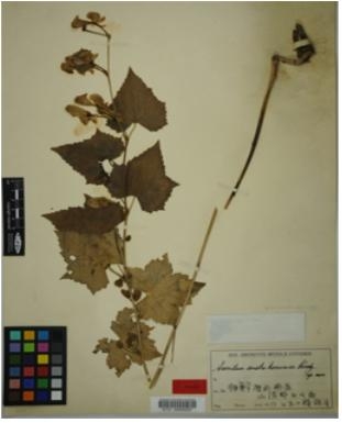 한반도 고유종 세뿔투구꽃(Aconitum austrokoreense Koidz. 산청, 1933,       일본 교토대학 종합박물관 소장) 표본