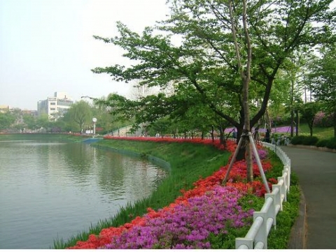 송파구 송파나루공원 (철쭉류)