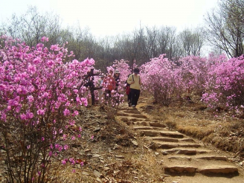 서초구 청계산 진달래능선 (진달래)