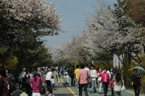남산벚꽃축제