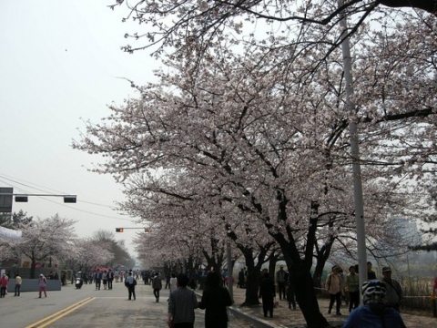 윤중로벚꽃