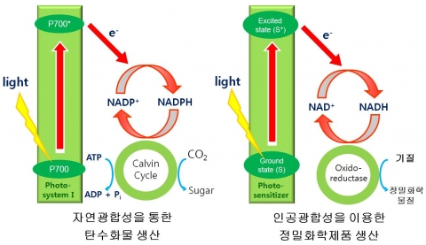 자연광합성을 모방한 인공광합성 공정을 이용한 정밀화학제품 생산 개념도