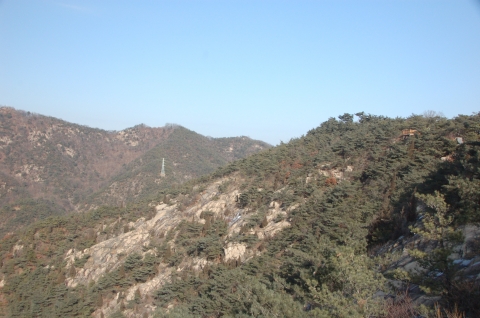 아차산 소나무숲