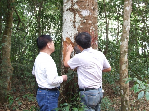새카만 제2댐의 수몰지역 현장에서 나무의 상태를 점검하고 있다.