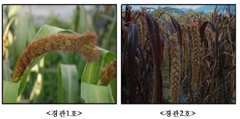 농촌진흥청이 개발한 경관조성용 조 신품종 ‘경관1, 2호’