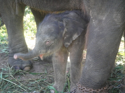광주 우치동물원 코끼리 출산 ‘경사’