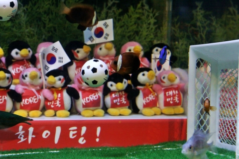 10일 부산아쿠아리움에서 진행된 ‘물고기 월드컵경기’에서 대한민국을 나타내는 붉은 물고기 ‘토마토크라운(Tomato clown)’이 특수 축구공을 몰아 가고 있다.