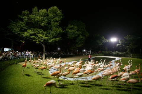 서울동물원 별밤축제 ‘아프리카의 밤’