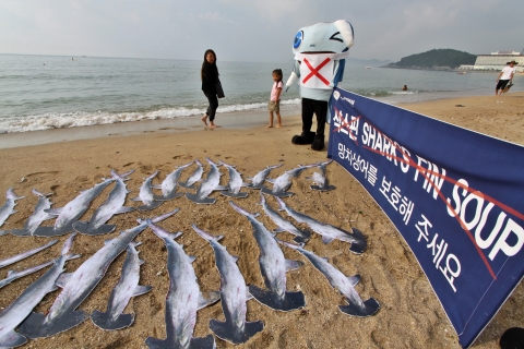 부산아쿠아리움, ‘샥스핀 반대’ 이색 퍼포먼스 펼쳐