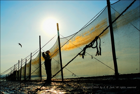 풀무원, 프리미엄 멸치 ‘낭장망 멸치’ 첫 출시