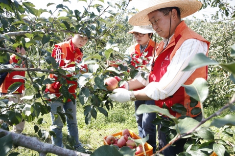 태풍으로 인해 쓰러진 사과나무에서 사과를 수확하고 있는 SK임직원
