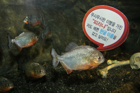 부산아쿠아리움, 한글날 맞아 외래어종 한글이름 공모
