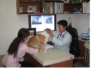 서울시, 11월 15일까지 개·고양이 광견병예방접종 실시