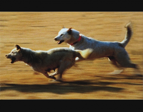 30일~31일 제18회 우수 진도개 선발대회 개최