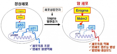 세포내 단백질 ‘에니그마’ 발현낮추면 암세포증식억제