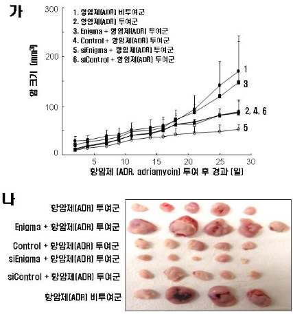 세포내 단백질 ‘에니그마’ 발현낮추면 암세포증식억제