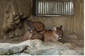 서울동물원 101주년 맞아 희귀동물 출산러시 ‘경사’