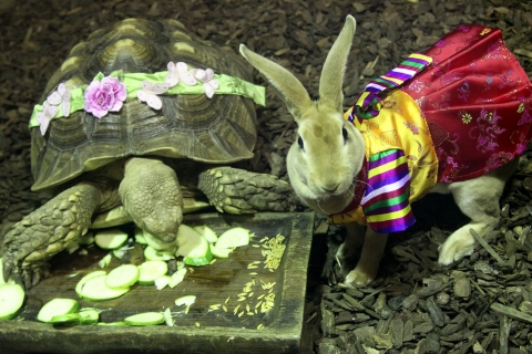 30일, 한복 입은 토끼와 아프리카 설가타 거북이 재미있는 포즈로 세배하고 있다.