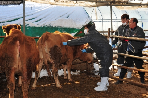 건국대 수의과대학 학생들 구제역 방역 자원봉사 나서