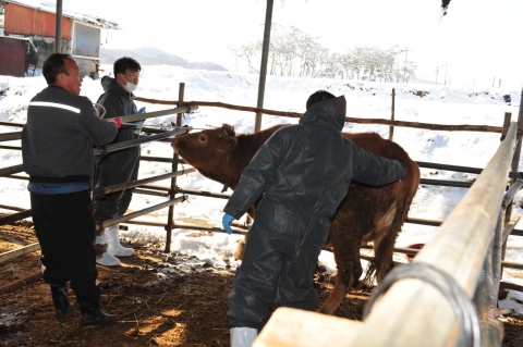 건국대 수의과대학 학생들 구제역 방역 자원봉사 나서