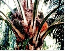 인도네시아 팜오일 나무