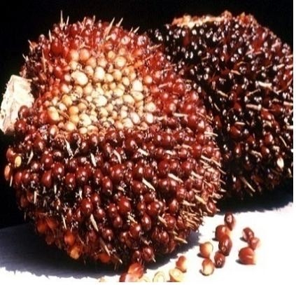 팜나무에서 열리는 열매 이 열매로 팜유를 만든다.

팜유는 과자와 라면등 생필품의 10%정도 사용중이다