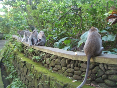발리원숭이숲관광
