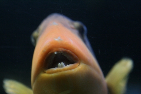 앞니가 토끼를 닮은 엘로우 마진 트리거