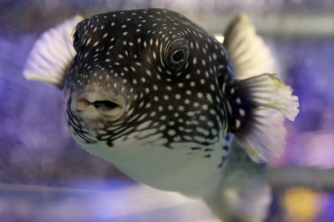 앞니가 토끼를 닮은 흑점 꺼끌복