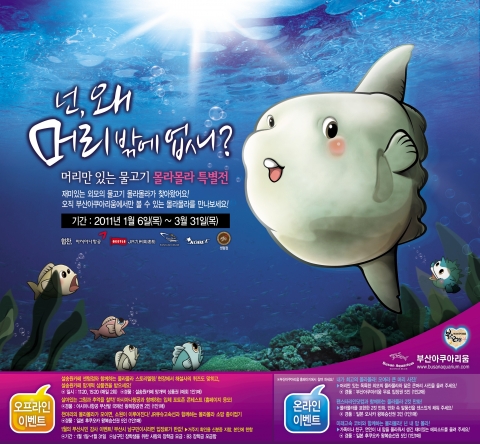 부산아쿠아리움, 국내유일 머리만 있는 물고기 ‘몰라몰라’ 전시