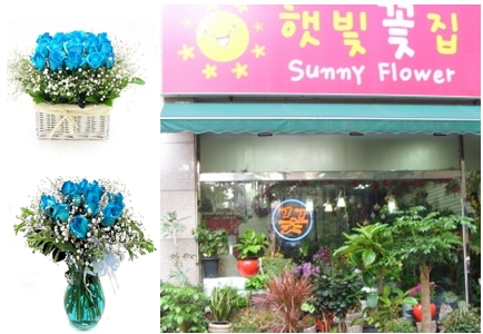 <서울 경기 분당, 서현, 판교 지역 꽃배달 대표업체 ‘햇빛꽃집’의 파란장미>
